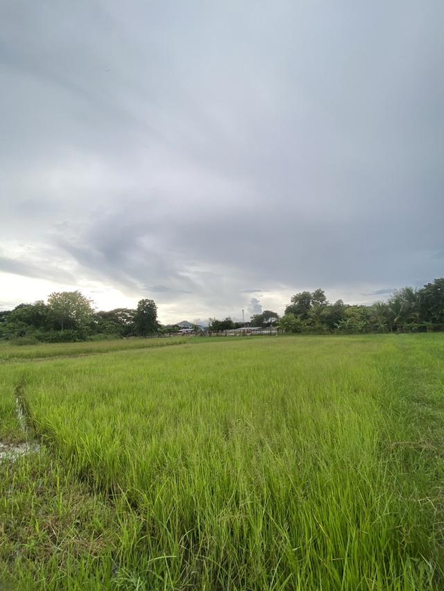 ขายที่ดินอำเภอเมืองลำปาง ที่ทุ่งนา 2 ไร่ 97 ตรว. มีถนนตัดผ่านน้ำไฟเข้าถึง