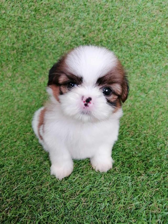 ชิสุห์เเท้ พร้อมย้าย