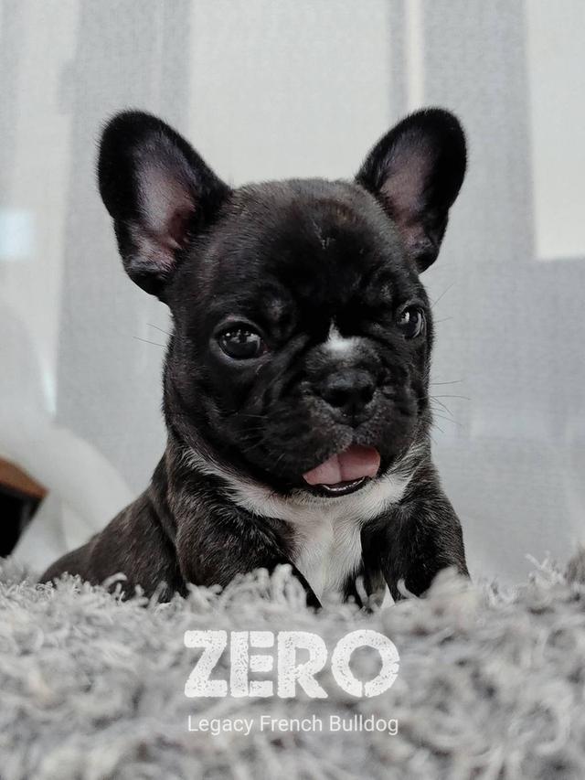 ZERO สุนัขเฟรนช์บูลด็อก เพศผู้ สีดำลายเสือ 8