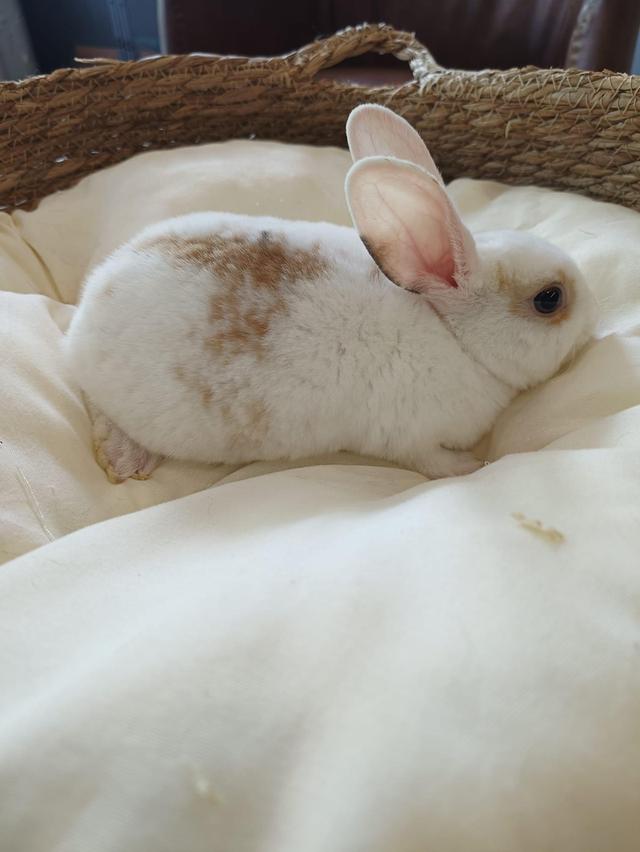  กระต่ายมินิเร็กซ์ สีขาวนวล น่ารักสุดๆ 2