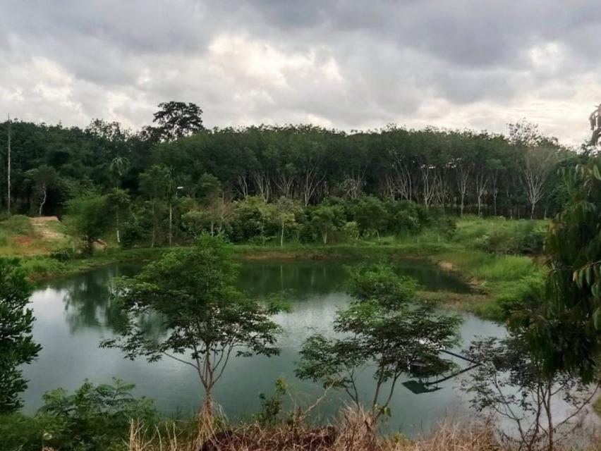 ขาย ที่ดิน สวนทุเรียน 16 ไร่ 1 งาน 40 ตร.วา ให้ผลผลิตแล้ว อ.บ่อไร่ จ.ตราด 4