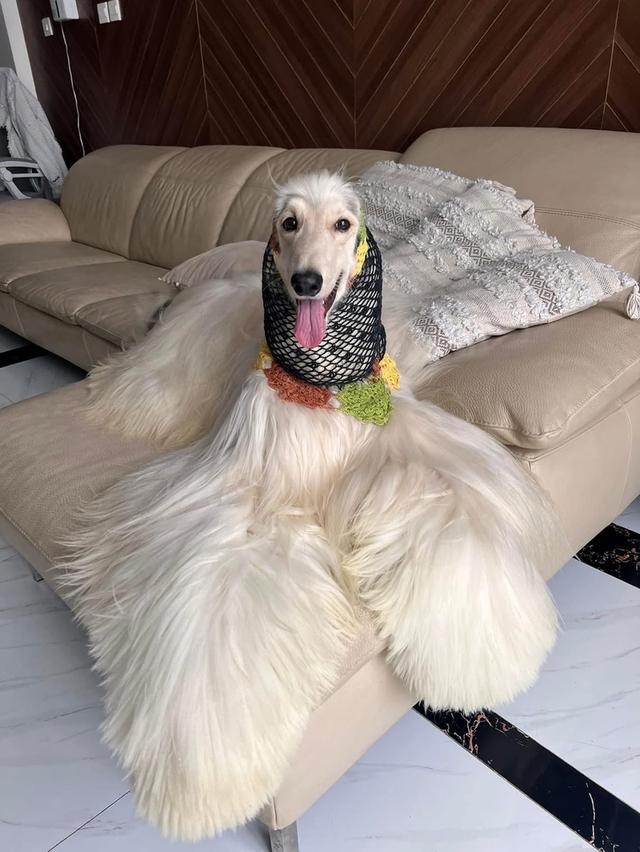 สุนัข Afghan Hound พันธุ์แท้ 100%