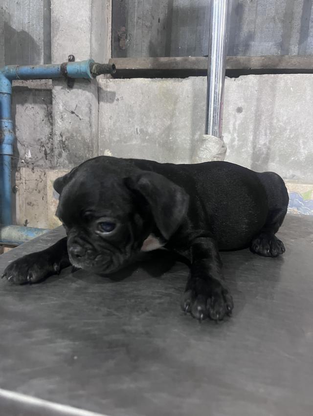 ลูกเฟรนบูลด้อคพร้อมวัคซีนเข้มแรก