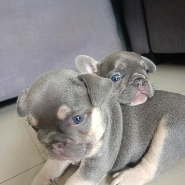 ลูกสุนัขเฟรนบูลด๊อกสีไลแลค