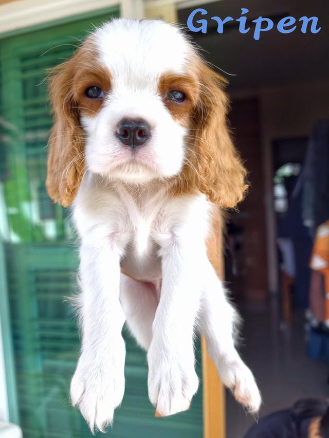 ลูกสุนัข คาวาเลียร์ คิง ชาลส์ สแปเนียล (Cavalier King Charles Spaniel) พ่อ-แม่เกรดนำเข้าใบเพ็ดดีกรีเต็มใบ มีสมุดวัคซีนทุกตัว รูปที่ 3