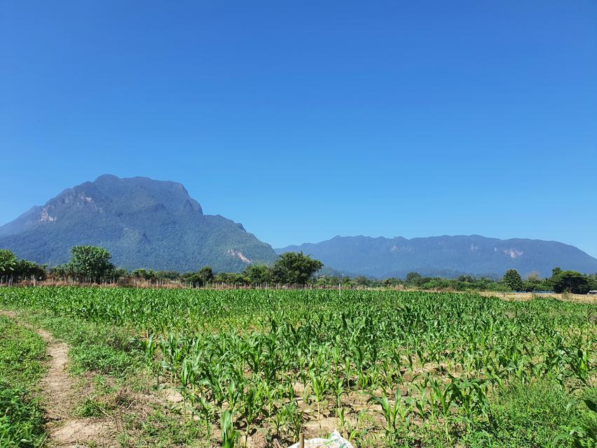 ที่ดิน อ.เชียงดาว จ.เชียงใหม่ วิวดอยหลวง 4 ไร่ 🔥 5.2 ล้าน 🔥 2