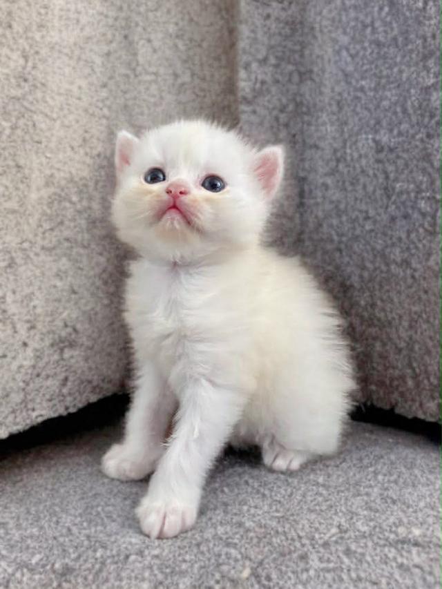 เปิดจองลูกแมวสก็อตติชแท้ รูปที่ 1