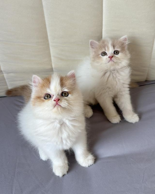 เปอร์เซียแท้ ตัวแน่น ฟอร์มหมี