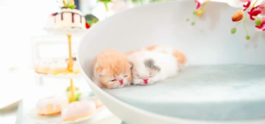 Exotic Shorthair