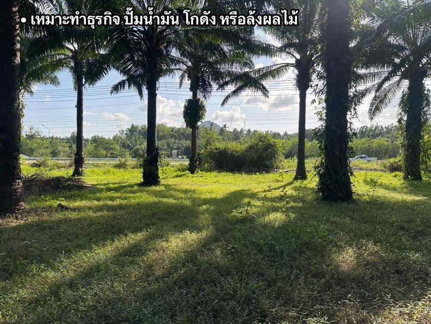 🌳 ขายด่วน! ที่ดินสวนปาล์มสวย ติดถนนเพชรเกษมขาลงใต้ ทำเลทอง อ.หลังสวน จ.ชุมพร 🏗️ 5