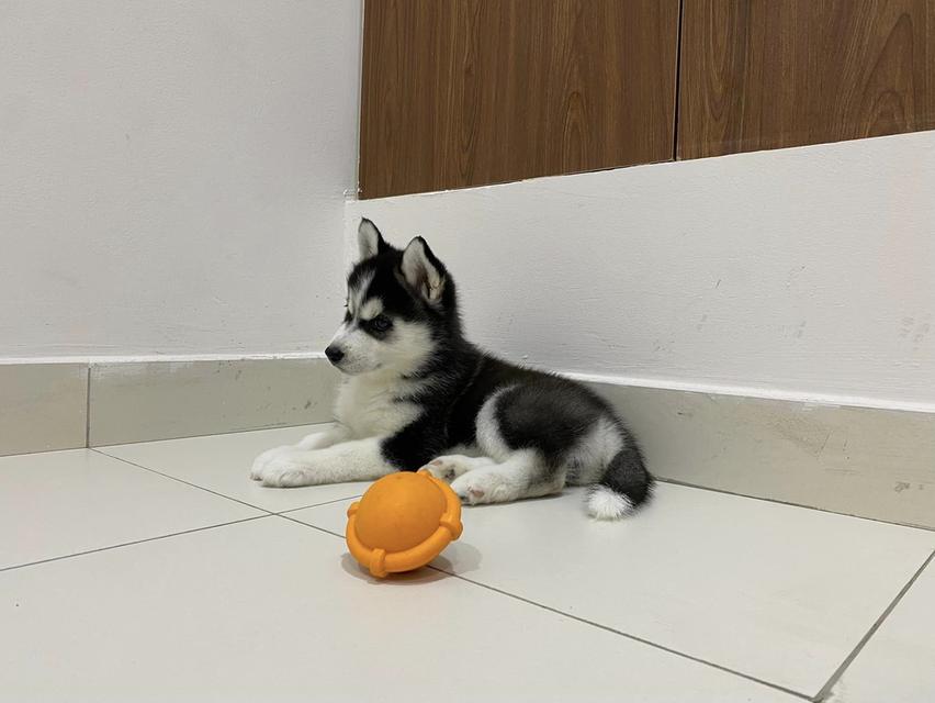 Siberian husky puppies | WhatsApp me : +66 63 826 3042 รูปย่อยที่ 2