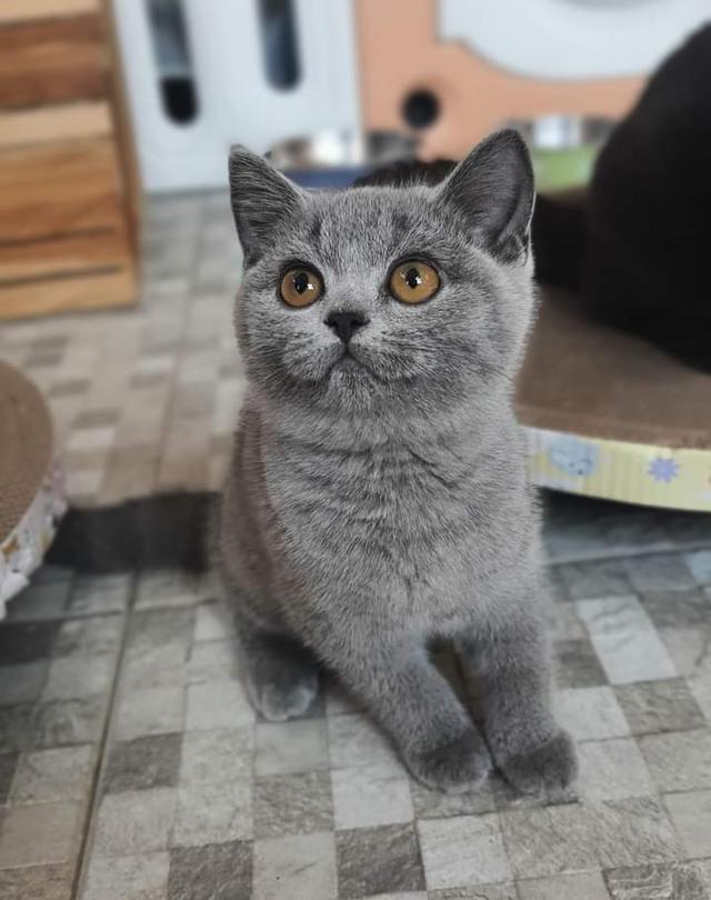 หนุ่มน้อย British Shorthair