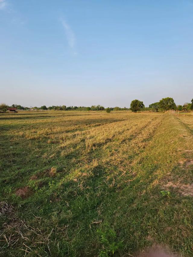 ที่ดินเปล่า 12 ไร่ อำเภอยางสีสุราช จังหวัดมหาสารคาม 2