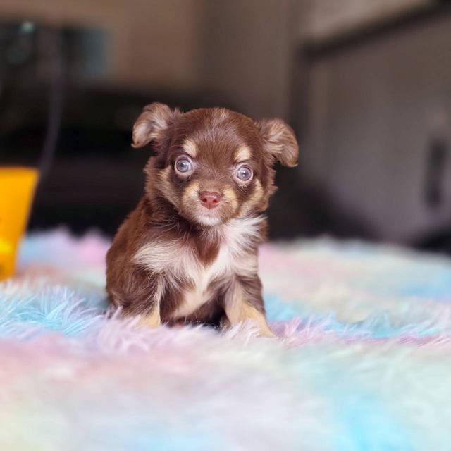 ชิวาวาแท้ขนยาว สีช็อค เพศผู้ 10