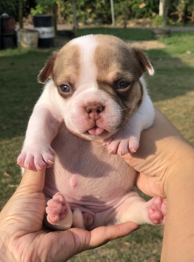 ลูกสุนัขอเมริกันบูลลี่