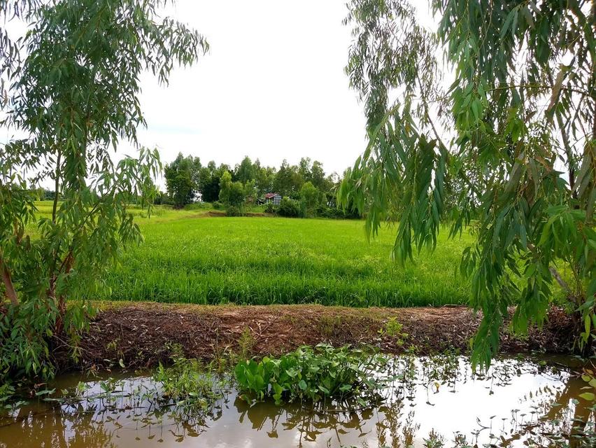 ที่ดิน ที่นา 16 ไร่ เจ้าของขายเอง 5