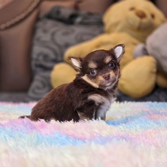 Chihuahuaขนยาวสีช็อค 6