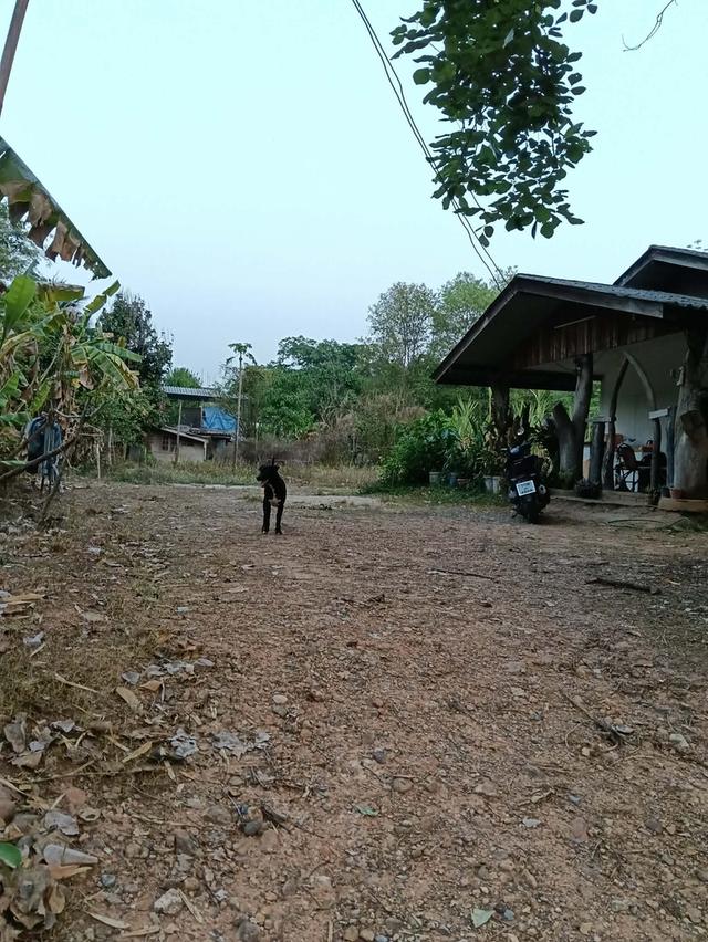 ที่ดินพร้อมบ้าน 300 ตารางวา 6