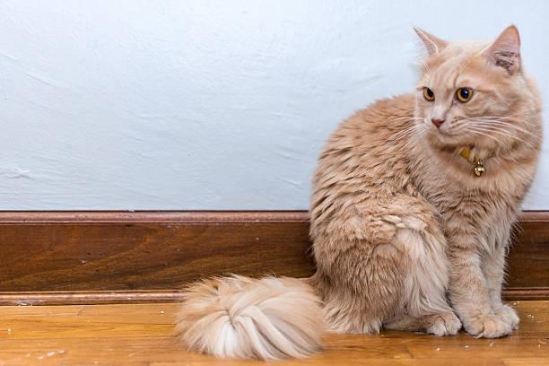 แมวสวยๆแมวเปอร์เซีย (Persian cat)  3