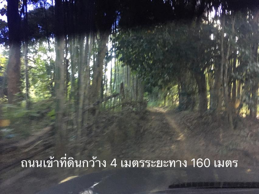 ขายสวนเงาะอยู่หลังเซเว่นตลาดสดทุ่งช้าง 7