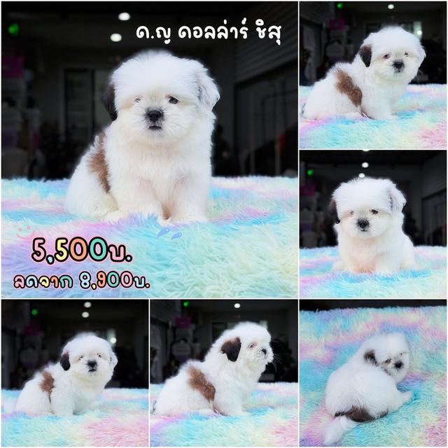 ชิสุแท้เพศเมีย ตาฟ้า