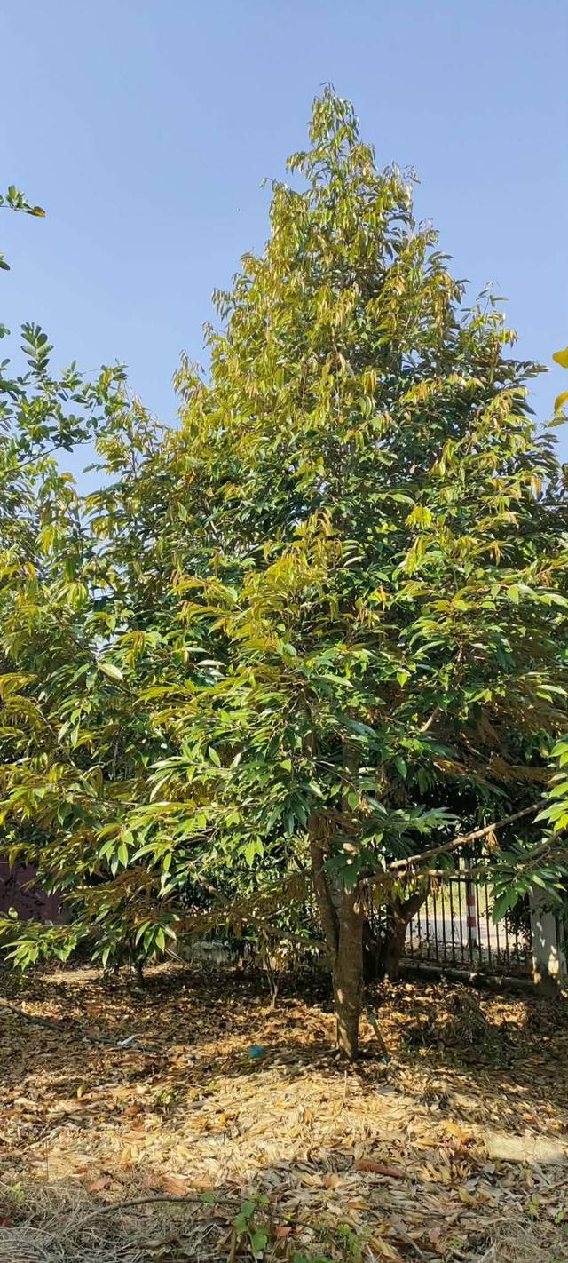 ขายบ้านสวน และกิจการเล็กๆ รวม 10 ไร่ ชนแดน เพชรบูรณ์ sale farm and business Phetchabun 9