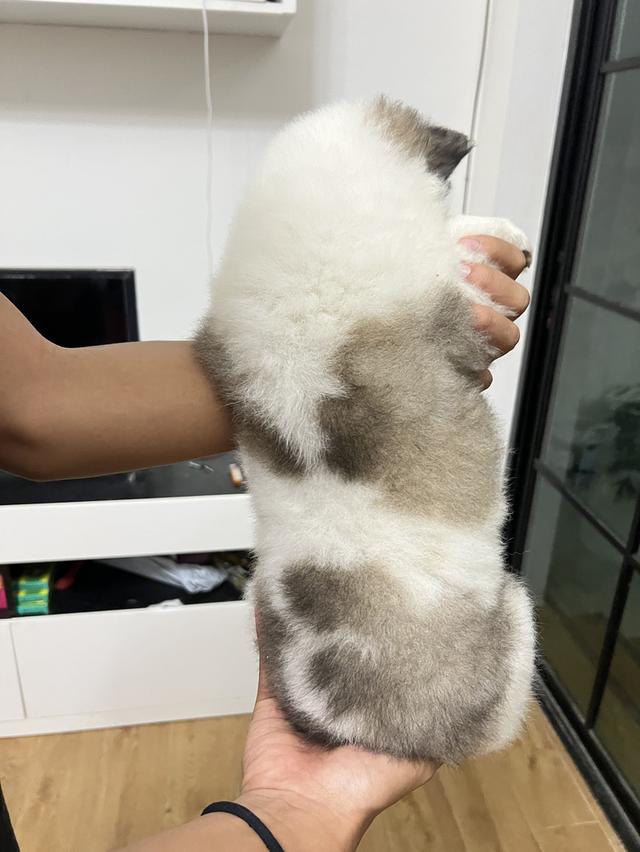 สุนัขบางแก้วแท้ สีขาว-เทา เพศหญิง รูปที่ 3