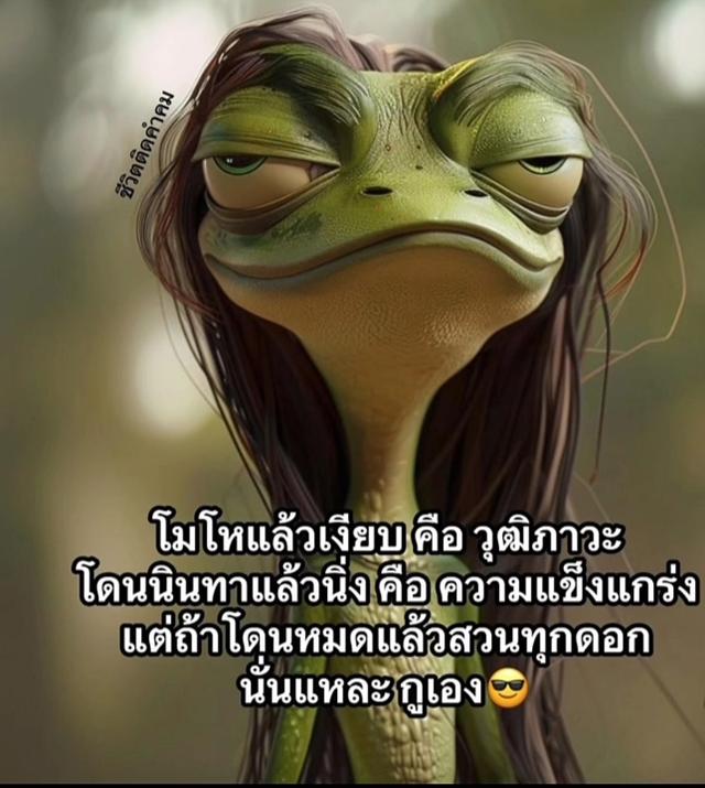 น้องแมวสก๊อตติสหูพับเพศผุ้ รูปที่ 1