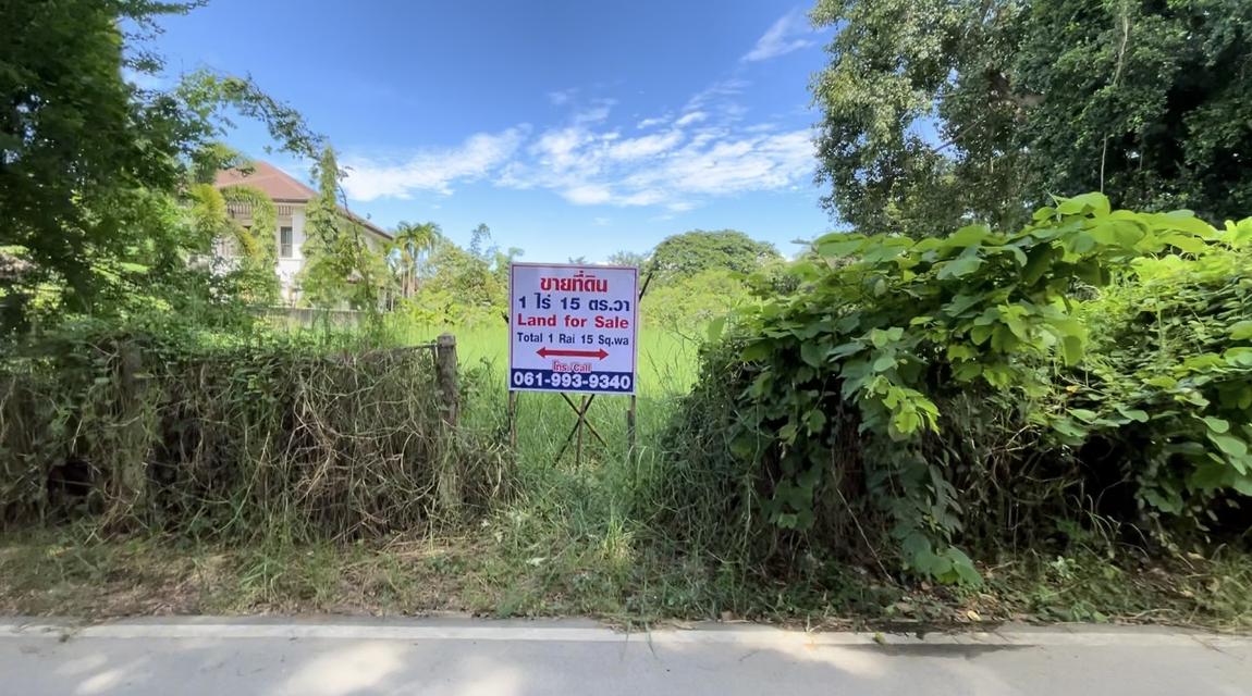 ขายที่ดินแปลงสวย 1 ไร่ 15 ตร.วา เชียงใหม่ Land For Sale 1 Rai 15 Sq.wa Chiangmai 