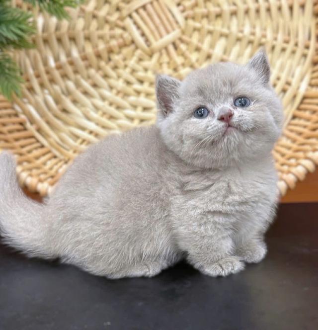 แมวมันช์กิ้น เด็กชาย 2