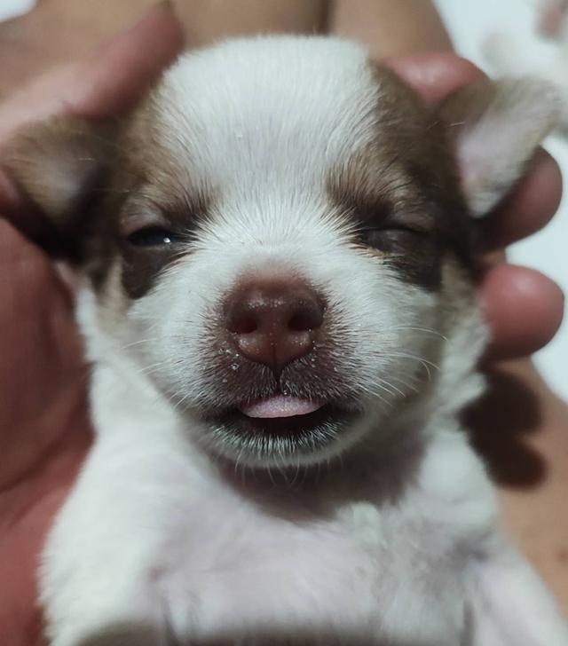 ขายลูกสุนัขชิวาวา (เลี้ยงบ้าน) รูปที่ 12