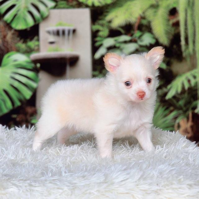 ชิวาวาแท้ เพศผู้ ขนยาว รูปที่ 10