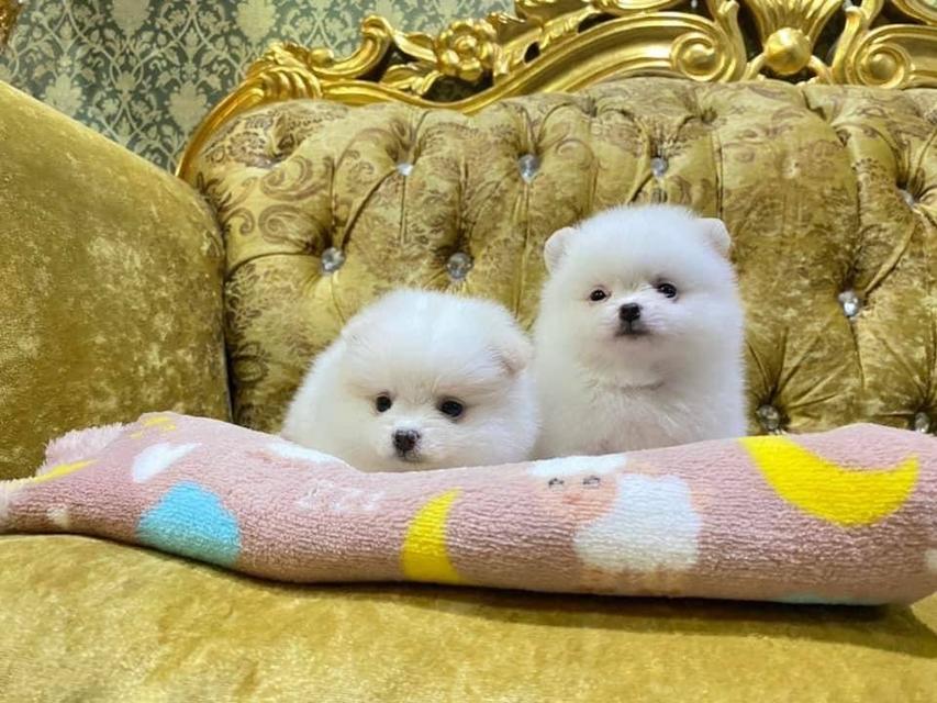 ปอมเมอเรเนียนแท้ อายุ50วัน อ้วนกลมหมี ทีคัพ จิ๋วๆ มาดูตัวจริงได้นะคะ รูปที่ 7