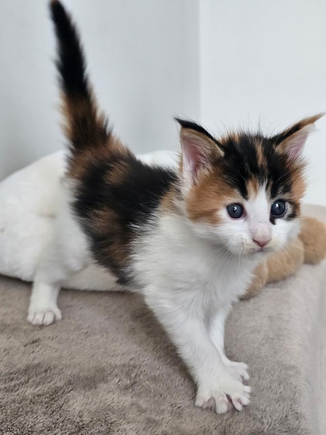 ลูกแมวเมนคูนแท้ เพศเมีย 5