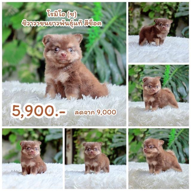 ชิวาวาแท้ขนยาว ชิสุผสมพุดเดิ้ล ชิวาวาผสมปอม พิกัดรามอินทรา