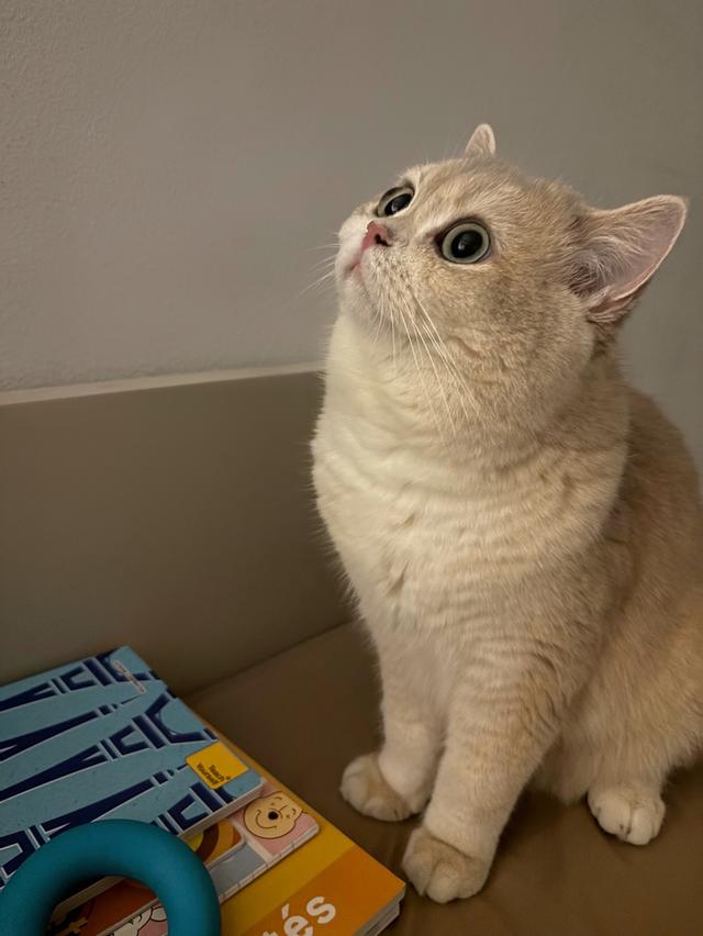 Ollie