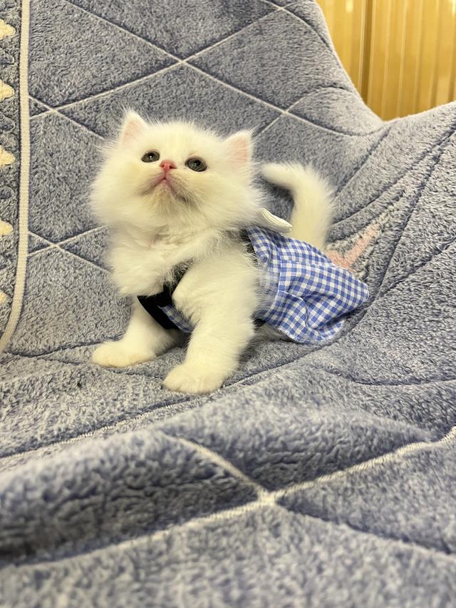 แมวเปอร์เซีย แมวสีขาว 13