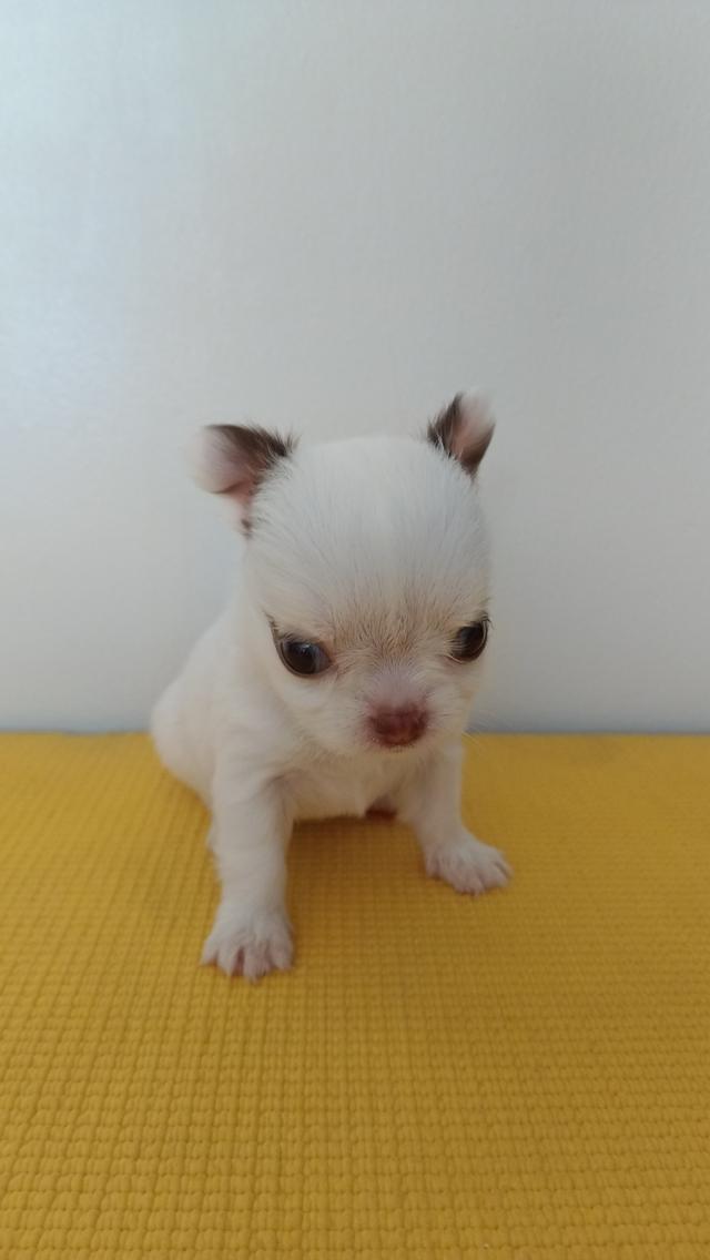 สุนัขชิวาวาแท้ เพศเมีย สีขาวตัวเล็ก รูปที่ 2