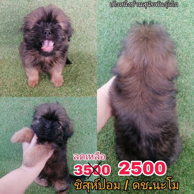 งบน้อยทางนี้ !! 3900 ลดเหลือ 2500/2800 ชิสุห์ผสมปอม ช.พร้อมย้าย