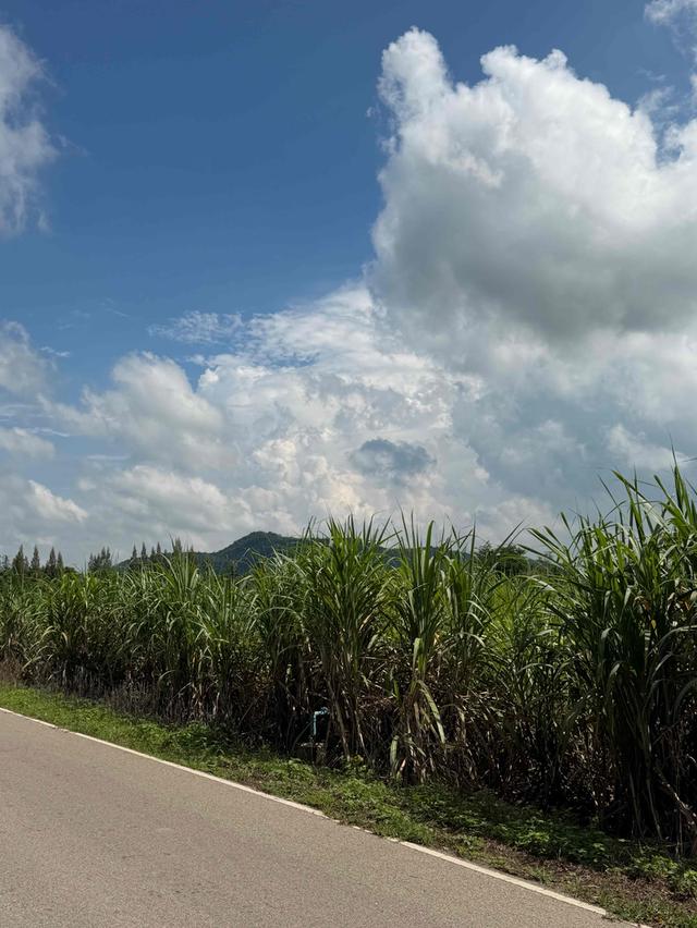 ขายที่ดินเปล่า 14 ไร่ ทำเลหินกอง จ.ราชบุรี แปลงมุมติดถนน 2 ด้าน 3