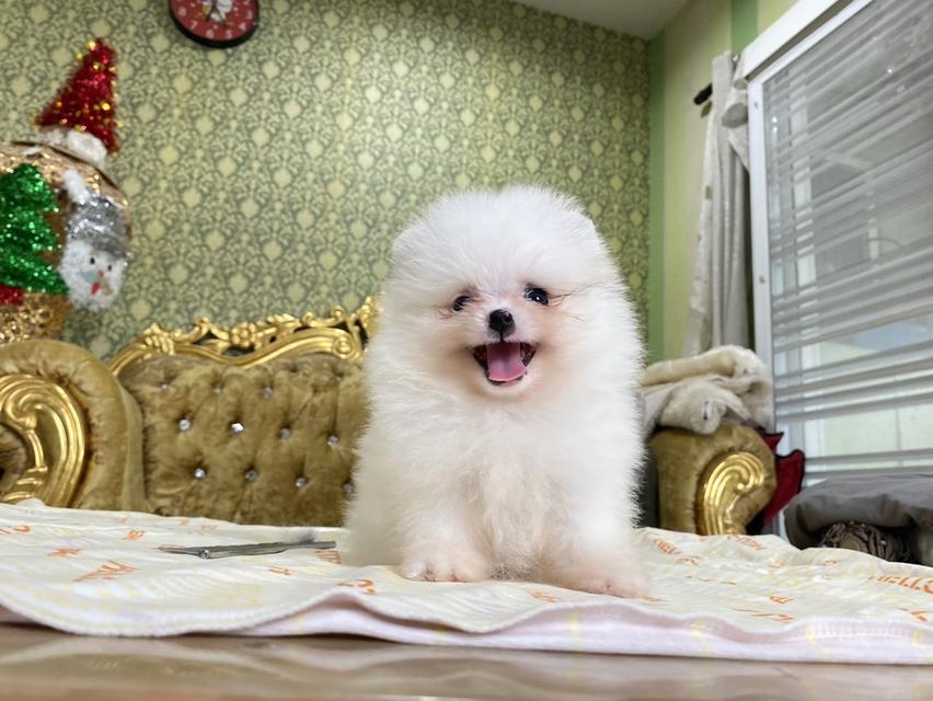 ปอมแท้ พร้อมย้ายบ้าน