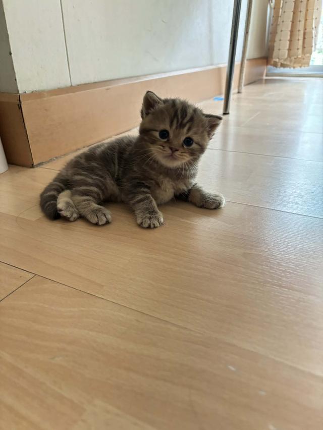 สก็อตติช หญิง หมีๆ😻😻🏡🏡 สนใจทักมาสอบถามได้เลยคะ น้องผู้ชายก็มีนะคะ รูปที่ 2