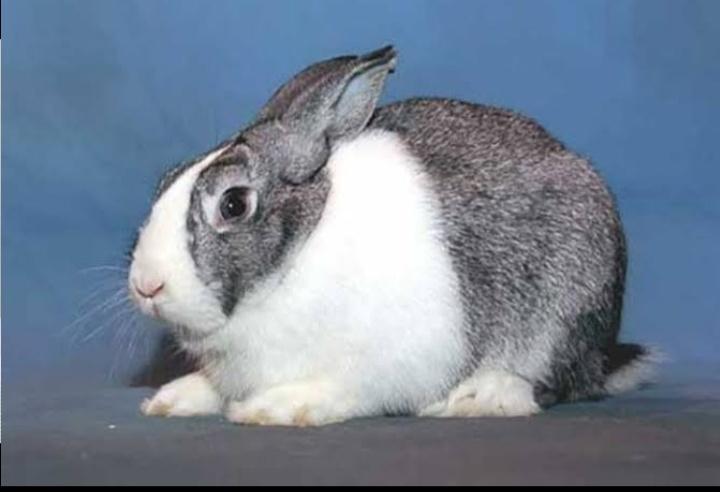 กระต่ายดัตช์ 3
