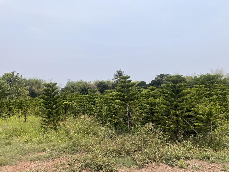 ที่ดิน อำเภอเมืองจังหวัดปราจีนบุรี 2