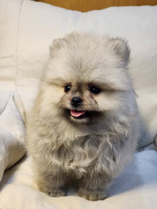 เปิดจอง ปอมเมอร์เรเนียนแท้ ขนแน่น สุขภาพดีจ้า 🥰