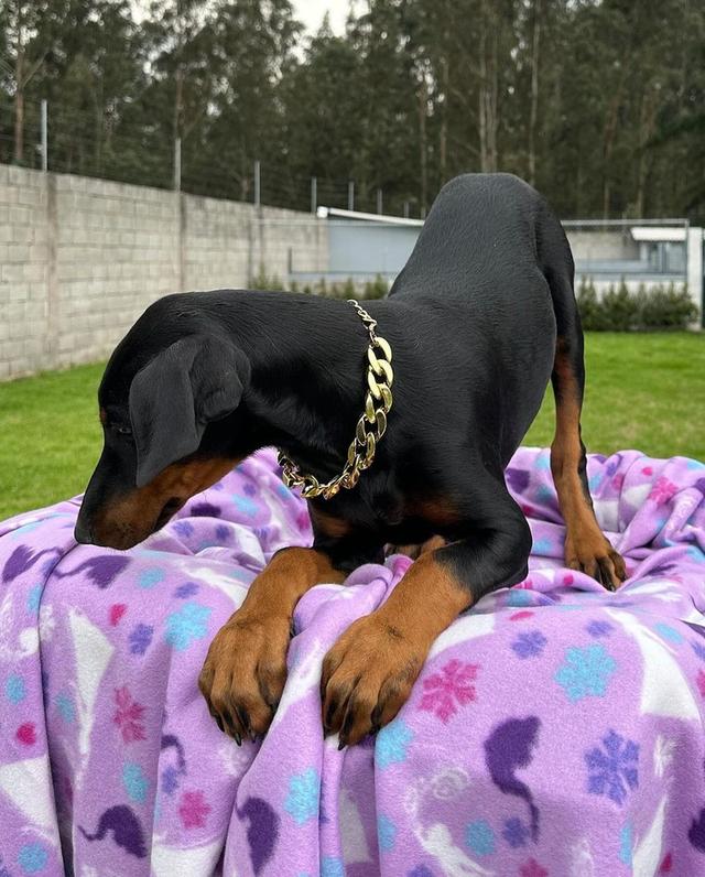 Doberman Pinscher Puppies  WhatsApp me : +66 63 826 3042 รูปที่ 2