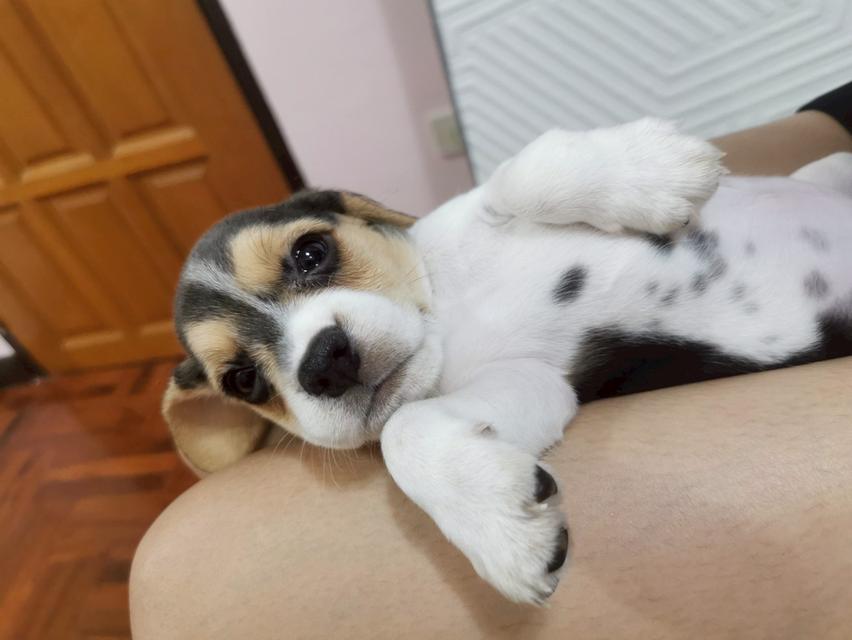 บีเกิ้ล (Beagle) Female ด.ญ 💯🏡
