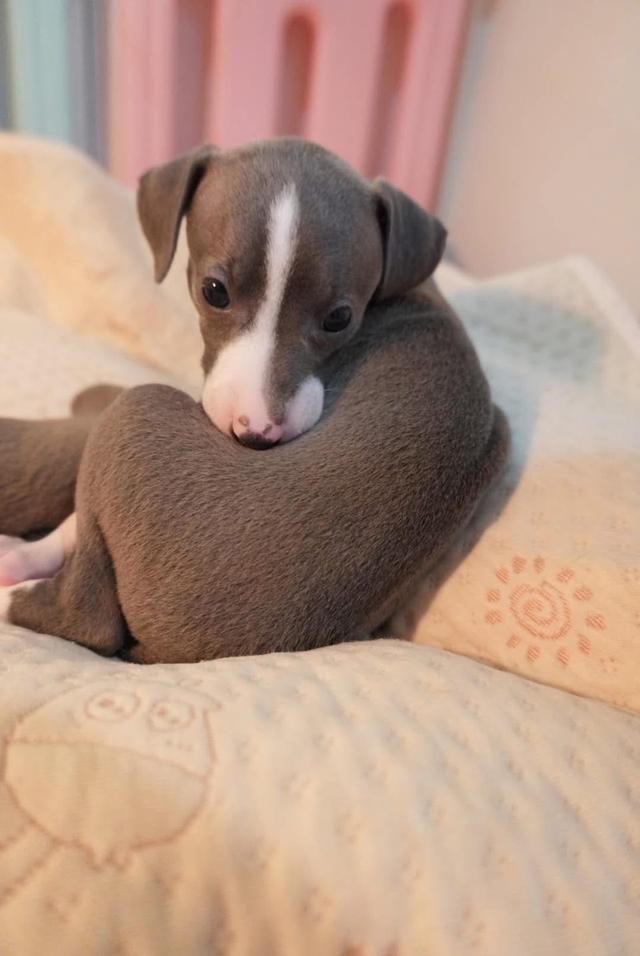 ลูกสุนัข Italian Greyhound เพศหญิง 2