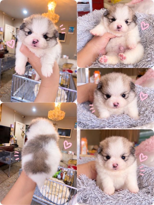ลูกปอมเมอเรเนียนแท้ มีหลายตัวให้เลือก มาดูตัวจริงได้นะคะ รูปที่ 7