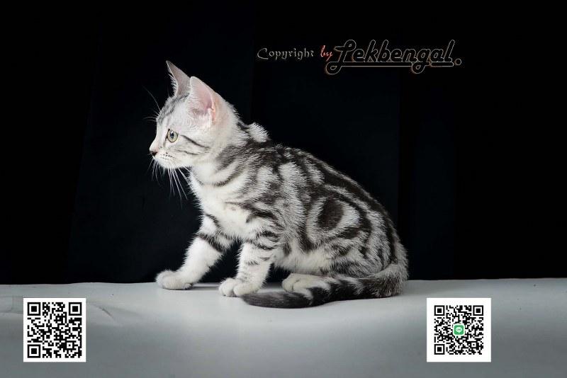 ขายลูกแมวเพศเมียราคาพิเศษ อเมริกันชอตแฮร์พันธุ์แท้ American Shorthair  4